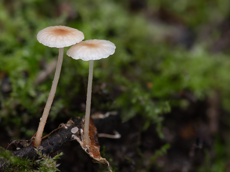 Marasmiellus vaillantii Marasmiellus vaillantii